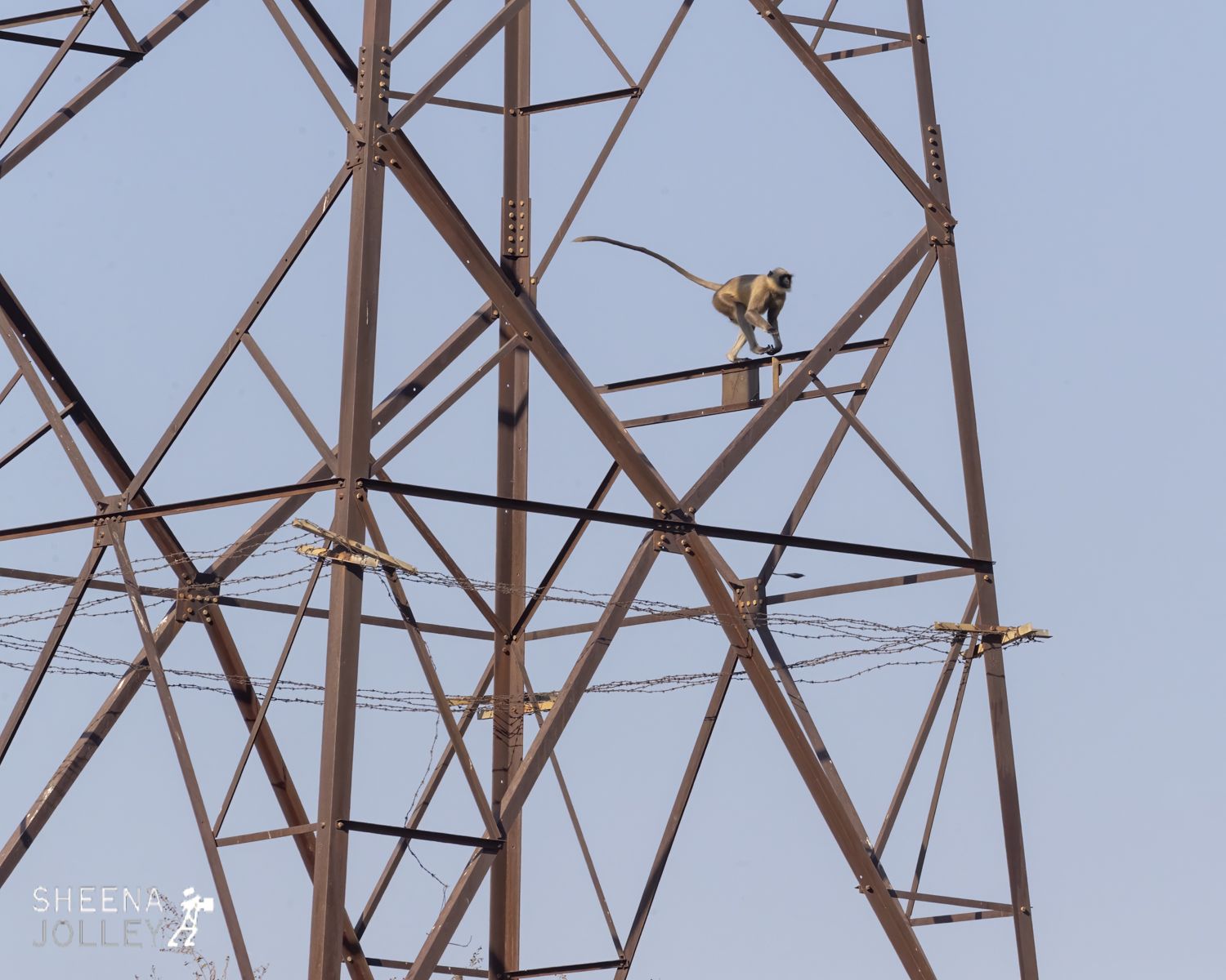 Urban Wildlife.jpg - India